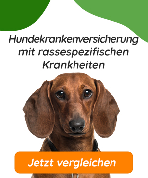 Hundekrankenversicherung mit rassespezifischen Krankheiten